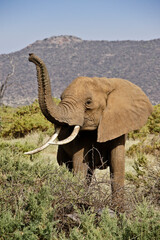 Elephant raising trunk to catch scent in the air, Samburu Game Reserve, Kenya © Michele Burgess