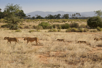 Naklejka na ściany i meble Lionesses and their cubs walking through dry grass, Samburu Game Reserve, Kenya
