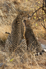Female cheetah with cub at gazelle kill, Samburu Game Reserve, Kenya