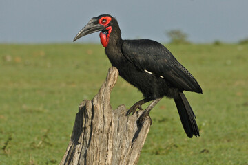 Ground hornbill sitting on tree stump, Masai Mara Game Reserve, Kenya