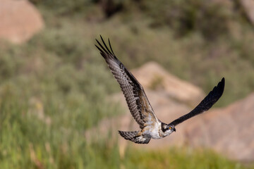 Osprey Fishing in Eleven Mile Canyon