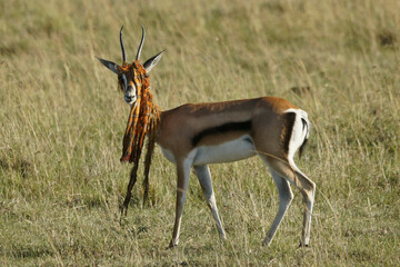 Grant's gazelle with discarded Masai shuka stuck on its horns, Masai Mara Game Reserve, Kenya