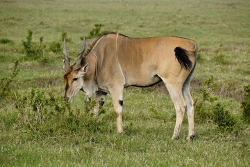 Naklejka na ściany i meble Male common eland browsing on bush, Masai Mara Game Reserve, Kenya