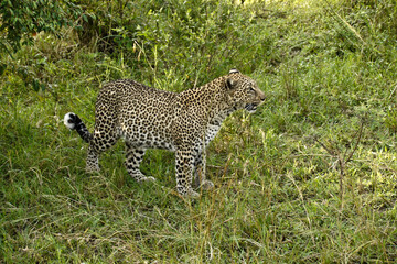 Leopard fat from feasting on kill, Masai Mara Game Reserve, Kenya