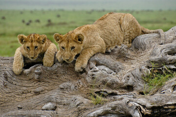 Curious lion cubs resting on a log, Masai Mara Game Reserve, Kenya
