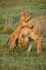 Lion cub jumping on its mother, Masai Mara Game Reserve, Kenya