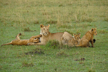 Fototapeta na wymiar Lioness with cubs, Masai Mara Game Reserve, Kenya