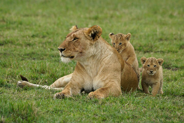 Fototapeta na wymiar Lioness with tiny cubs, Masai Mara Game Reserve, Kenya