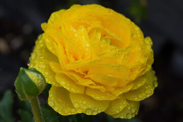 Bright yellow rose with rain water drops