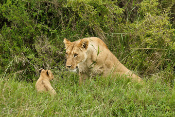Worried lioness coming to her crying cub's rescue, Masai Mara Game Reserve, Kenya