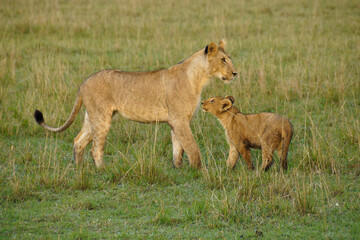 Lion cub looking at older cub, Masai Mara Game Reserve, Kenya