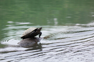 観音ヶ池のニホンイシガメ