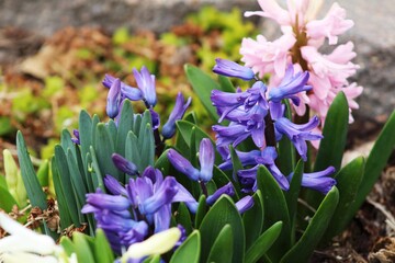 spring flowers