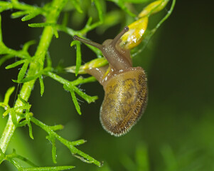 Small garden snail eating a plant