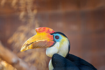 Wrinkled hornbill Rhabdotorrhinus corrugatus Zoo
