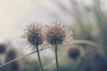 Dewy drops on a dandelion; Nature Background