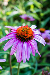 pink flower in the garden
