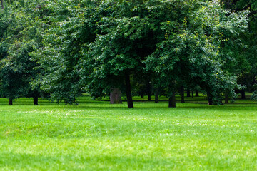 green trees and grass in summer park