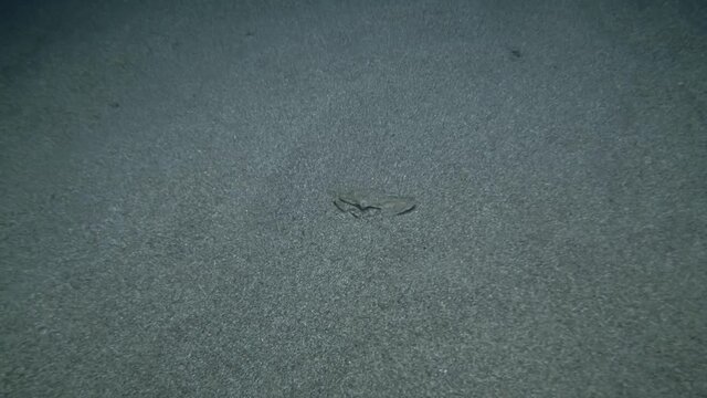 Swimming Crab hides in the sand in the night. Gray swimming crab (Portunus hastatus) Underwater shot. Mediterranean Sea, Europe.