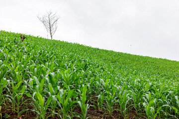 Naklejka premium Farm green maize corn crops growing on large fields sloping hills.