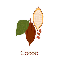 Cocoa fruit. Vector Illustration EPS