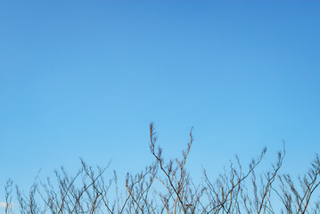 枯れ草　冬　空　素材