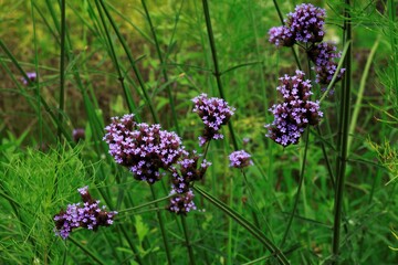 アレチハナガサ