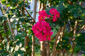 Obraz premium crape myrtle crepe myrtle flowers, closeup pink garden