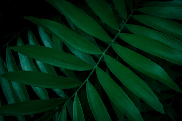 Plakat tropical green palm leaf and shadow, abstract natural background, dark tone