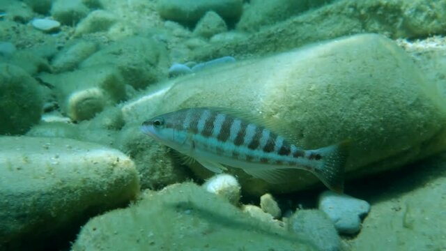 Comber fish (Serranus cabrilla) swimming over seabed (4K - 60 fps) Adriatic Sea, Montenegro, Europe