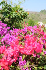 Fototapeta premium pink flowers in the garden