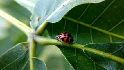 ladybug on green leaf