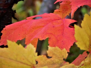 Red Autumn Leaves
