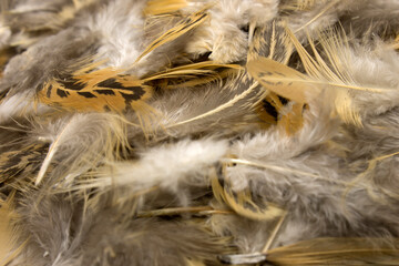 Craft Feathers background