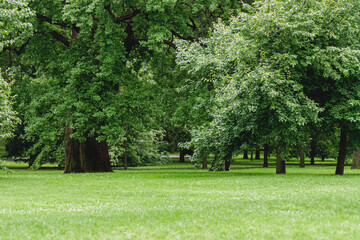 green glade with deciduous trees in city park © Enso