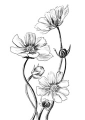 ink flower hand drawn illustration,art design