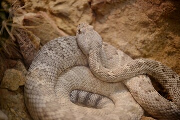 Close up of brown snake