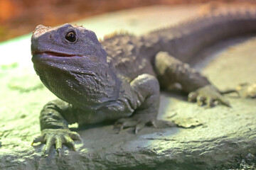 Close up of New Zealand Tuatara