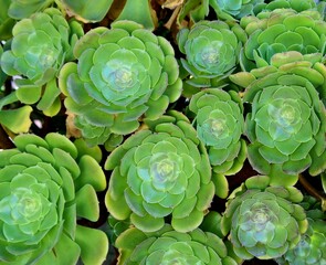 Close up of velvet rose plant