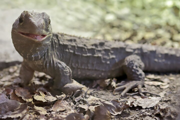 Close up of New Zealand Tuatara