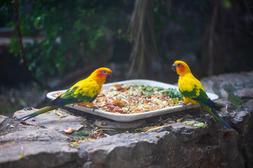 two parrots in the park. Shallow focus 