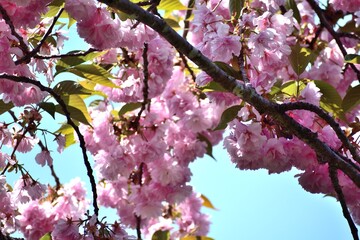 八重桜 ピンクの花アップ