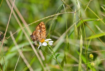 Butterfly from the Taiwan(Symbrenthia lilaea formosanus) Three wire yellow butterfly 