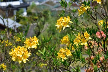 Obraz premium 黄色いツツジの花