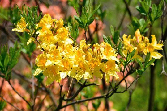植え込み 植木 庭 のストック写真 ロイヤリティフリーの画像 ベクター イラスト Adobe Stock 植え込み 植木 庭 のストック写真 ロイヤリティフリーの画像 ベクター イラスト Adobe Stock