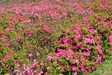 ピンクのツツジ群生地