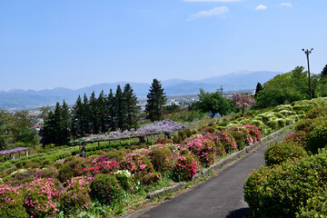 Obraz premium 5月の山形 寒河江つつじ公園 蔵王連峰