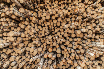 Pile of brich logs texture background