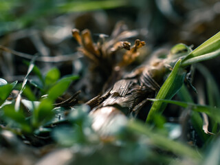 Grass and roots