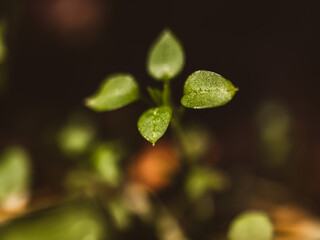 Small green leaves